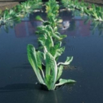 TELO PER PACCIAMATURA BIOS TELO IN POLIETILENE NERO - mt 10 x 1,5 H